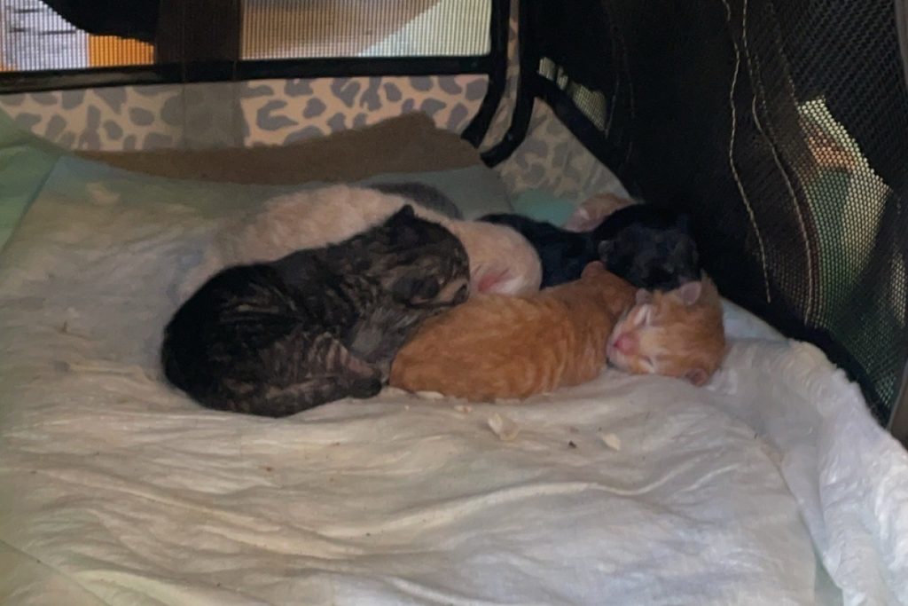 Newborn kittens resting undisturbed in their nest before you touch those kittens