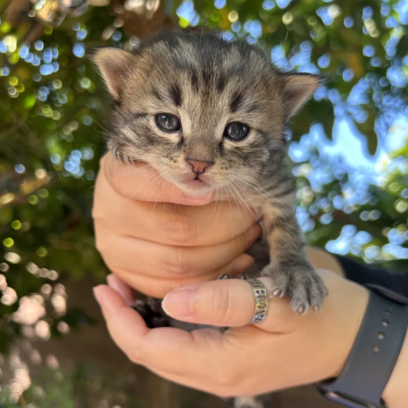 Clyde the black tabby kitten being held during socialization Clyde the black tabby kitten from Conan's litter being held with paws out during daily socialization