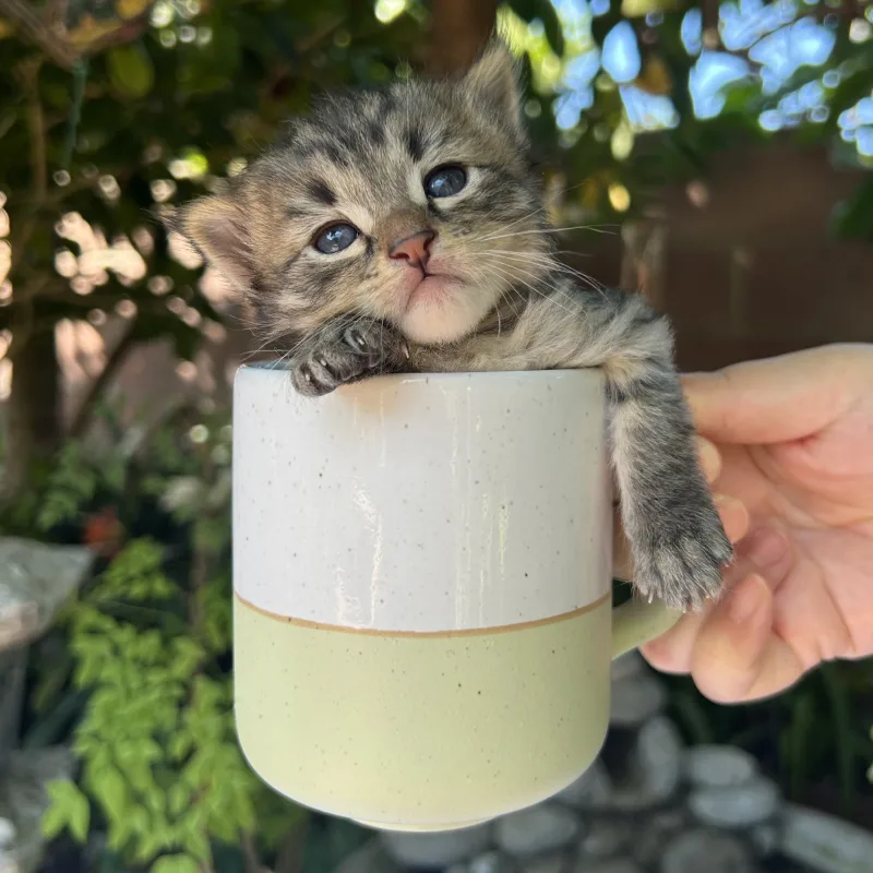 Clyde the black tabby kitten sitting in a cup newborn size Clyde the black tabby kitten from Conan's litter sitting in a cup showing his newborn size