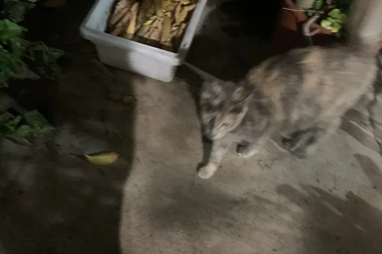A diluted tortoiseshell community cat photographed the day after she was found showing the difference between a community cat and a feral cat