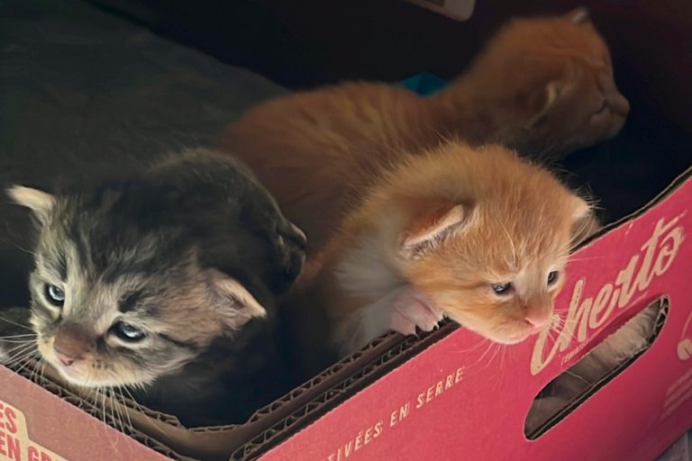 Clyde, Shaolin, and Sora as newborn kittens in a cardboard box showing why you should create a profile for a community cat and her litter