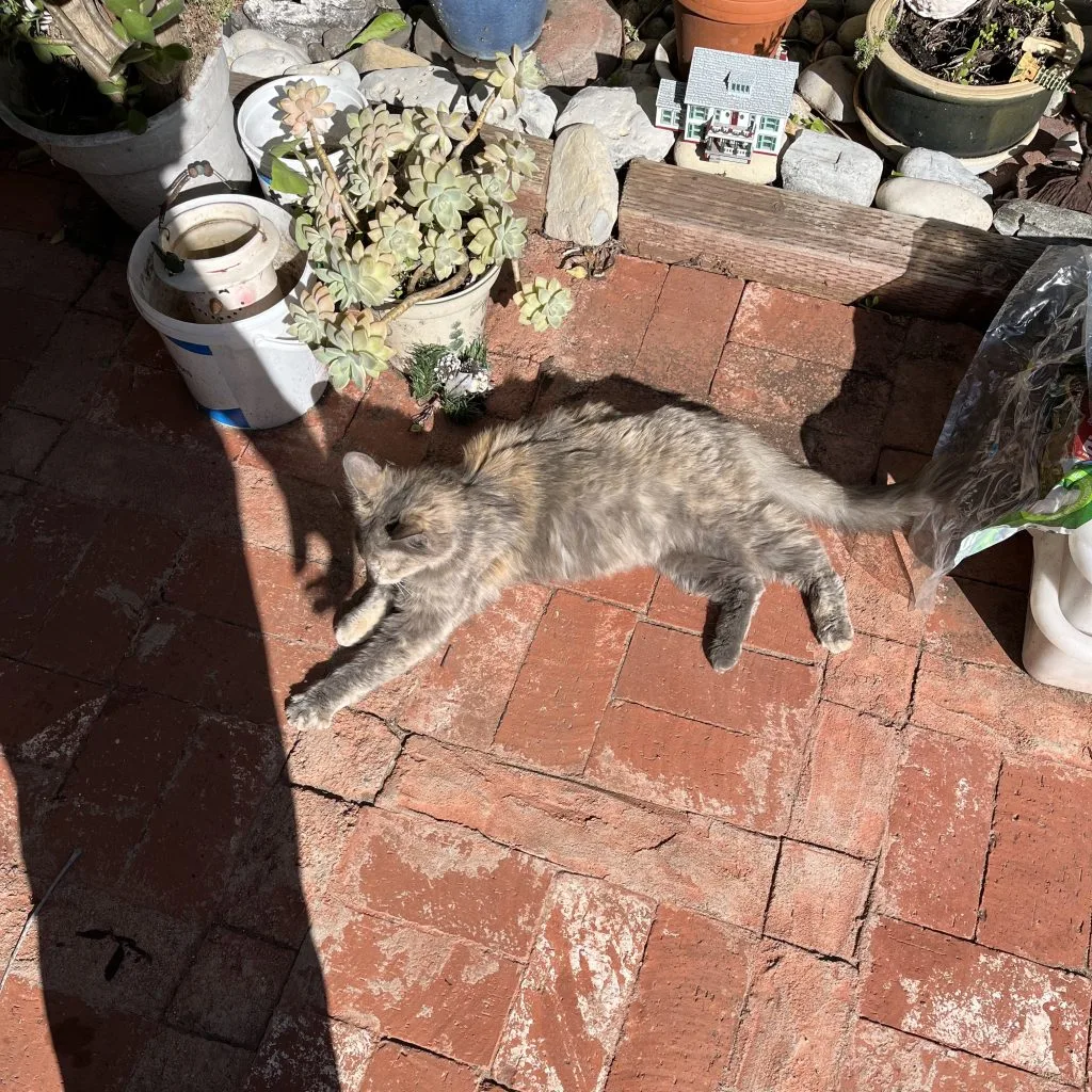 Diluted tortoiseshell community cat photographed while pregnant, now caring for her litter