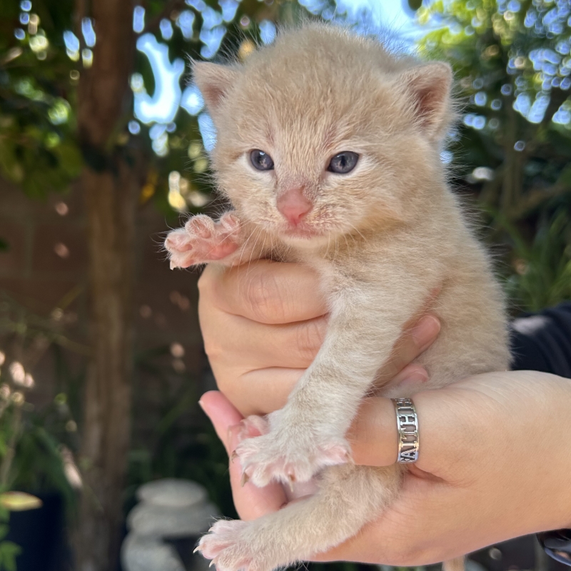 Duke the white kitten from Conan's litter being held with paws out during daily socialization