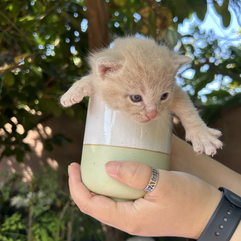 Duke the white kitten sitting in a cup newborn size Duke the white kitten from Conan's litter sitting in a cup showing his newborn size