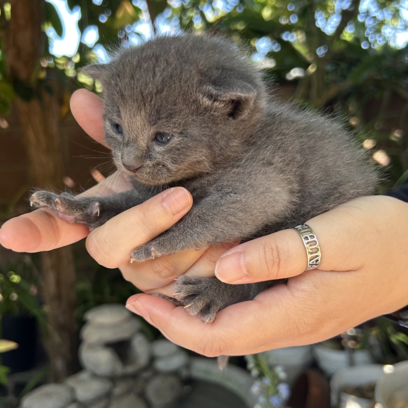 Houdini the gray tabby kitten from Conan's litter being held with paws out during daily socialization