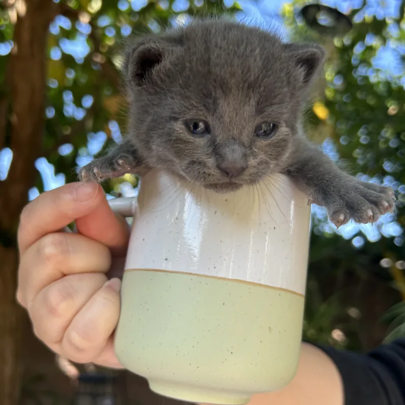 Houdini the gray tabby kitten sitting in a cup newborn size Houdini the gray tabby kitten from Conan's litter sitting in a cup showing his newborn size