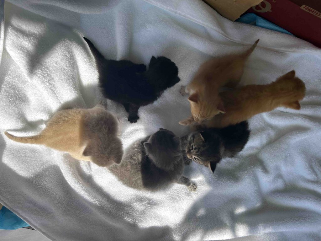 Top down view of six kittens on a white blanket showing how socialization actually works during the critical kitten development window