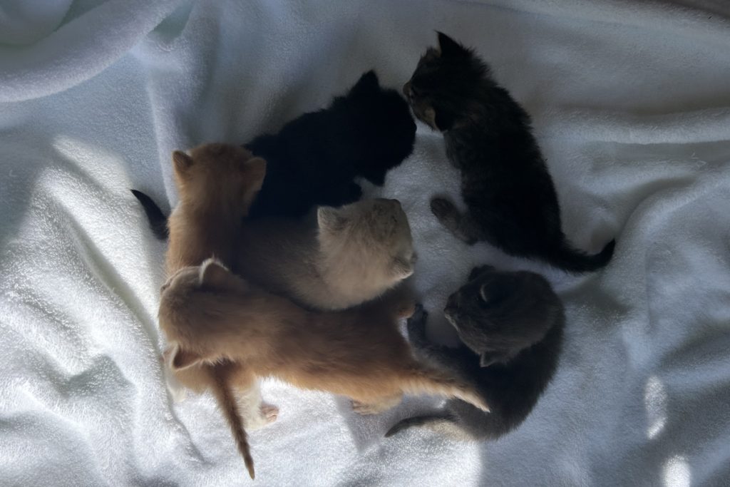 All six of Conan's kittens on a white blanket showing kitten development week by week in the first 25 days
