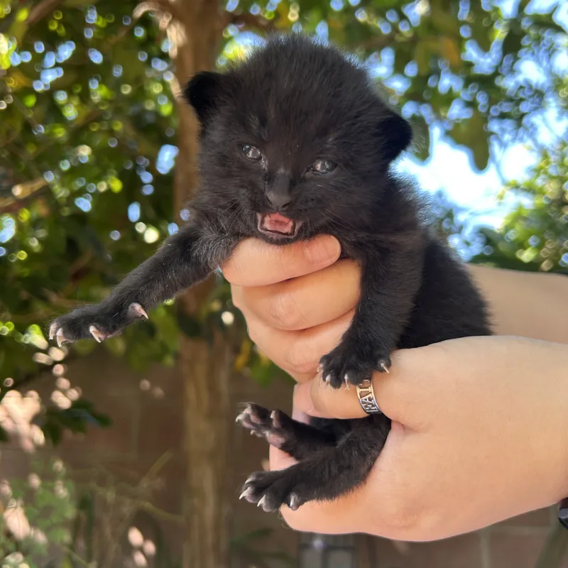ringo-black-kitten-being-held