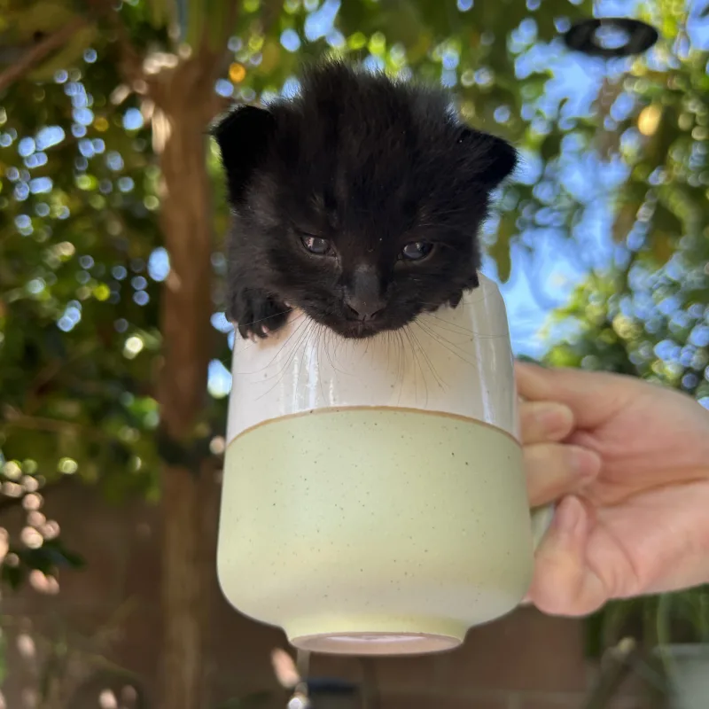 Ringo the black tuxedo kitten sitting in a cup newborn size Ringo the black tuxedo kitten from Conan's litter sitting in a cup showing his newborn size