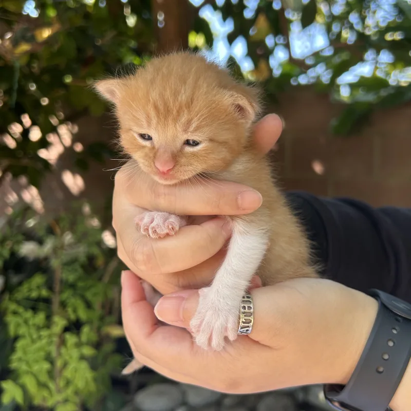 Shaolin the orange kitten with white paws being held during socialization Shaolin the orange kitten with white socks from Conan's litter being held with paws out during daily socialization