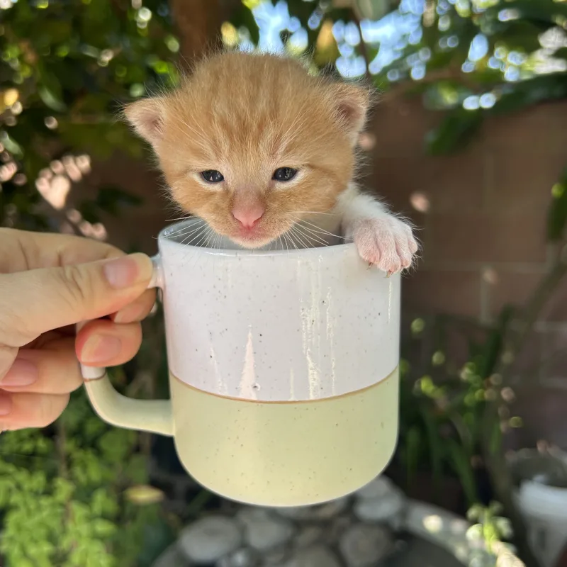 Shaolin the orange kitten with white socks sitting in a cup newborn size Shaolin the orange kitten with white socks from Conan's litter sitting in a cup showing his newborn size