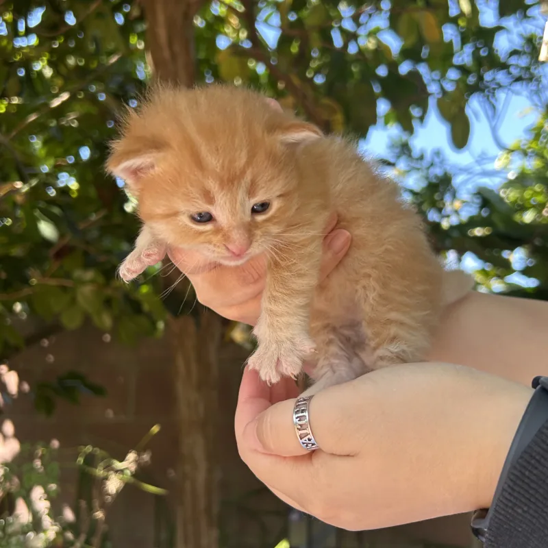 Sora the female orange kitten being held during socialization Sora the female orange kitten from Conan's litter being held with paws out during daily socialization