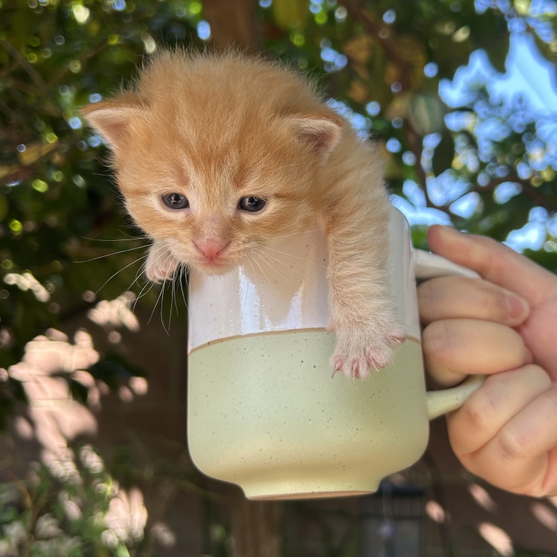 Sora the only female kitten from Conan's litter sitting in a cup showing her newborn size