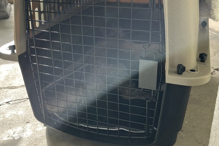 Conan the community cat and her kittens inside a carrier. This was before transferring a cat to a rescue organization.