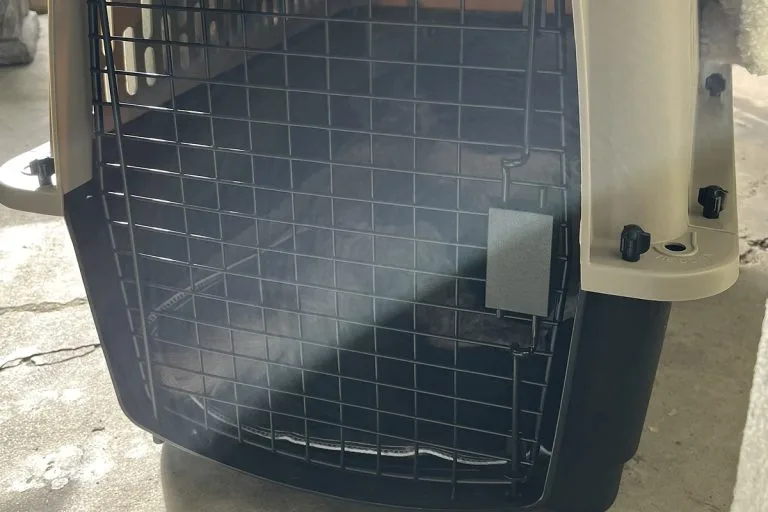 Conan the community cat and her kittens inside a carrier. This was before transferring a cat to a rescue organization.
