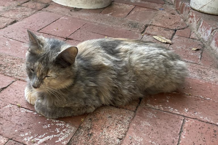 Conan the community cat sleeping peacefully — when a cat rescue shames you for asking for help, keep going anyway