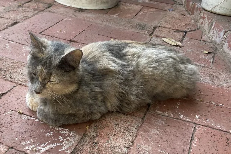 Conan the community cat sleeping peacefully — when a cat rescue shames you for asking for help, keep going anyway
