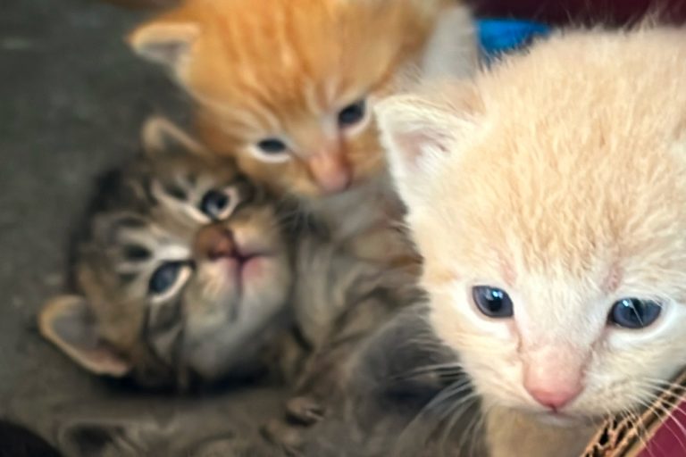 Clyde, Shaolin, and Duke at three weeks old with blue eyes just opened showing when kittens eyes open for the first time